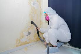 Best Environmental Consulting for Mold Prevention  in USA